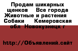 Продам шикарных щенков  - Все города Животные и растения » Собаки   . Кемеровская обл.,Новокузнецк г.